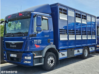 Xe tải chở gia súc MAN TGM 15.250