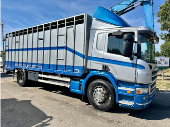 Xe tải chở gia súc SCANIA P 310