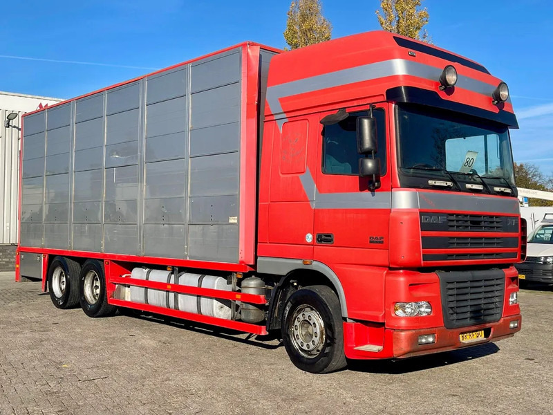 DAF XF 95.430 BERDEX 3 decks. Water, fans, Scales! Excellent condition. - Xe tải chở gia súc: hình 5 DAF XF 95.430 BERDEX 3 decks. Water, fans, Scales! Excellent condition. - Xe tải chở gia súc: hình 5