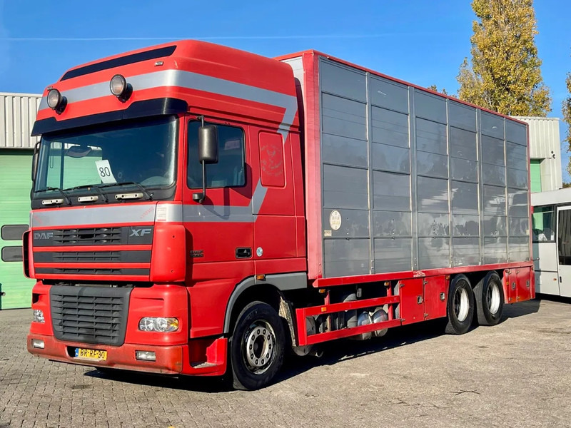 DAF XF 95.430 BERDEX 3 decks. Water, fans, Scales! Excellent condition. - Xe tải chở gia súc: hình 1 DAF XF 95.430 BERDEX 3 decks. Water, fans, Scales! Excellent condition. - Xe tải chở gia súc: hình 1