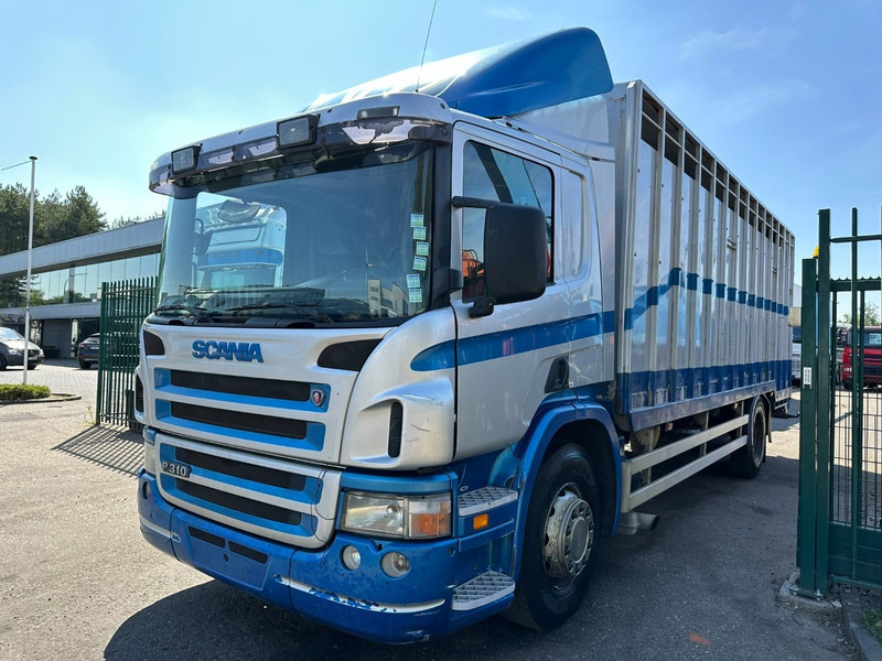 Scania P310 4x2 LIVESTOCK / VEEWAGEN / TIERTRANSPORT / BETAILLERE - ALU BOX 7m - MANUAL - A/C - BELGIAN TRUCK - Xe tải chở gia súc: hình 3 Scania P310 4x2 LIVESTOCK / VEEWAGEN / TIERTRANSPORT / BETAILLERE - ALU BOX 7m - MANUAL - A/C - BELGIAN TRUCK - Xe tải chở gia súc: hình 3
