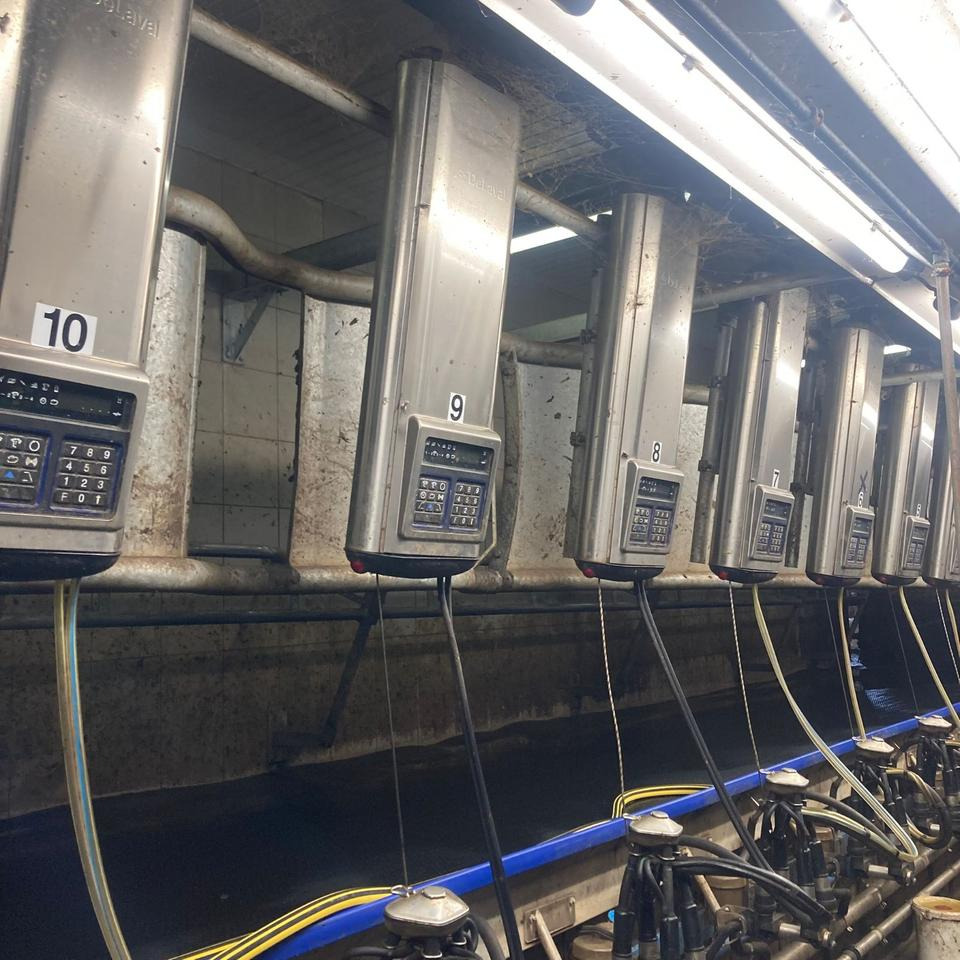 DeLaval Fischgrätenmelkstand Doppel 10er - Trang thiết bị vắt sữa: hình 1 DeLaval Fischgrätenmelkstand Doppel 10er - Trang thiết bị vắt sữa: hình 1