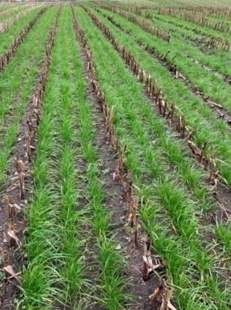 Gaspardo ***CropSeed*** Frøudstyr til radrenser - Trang thiết bị hậu thu hóa cạch: hình 5 Gaspardo ***CropSeed*** Frøudstyr til radrenser - Trang thiết bị hậu thu hóa cạch: hình 5