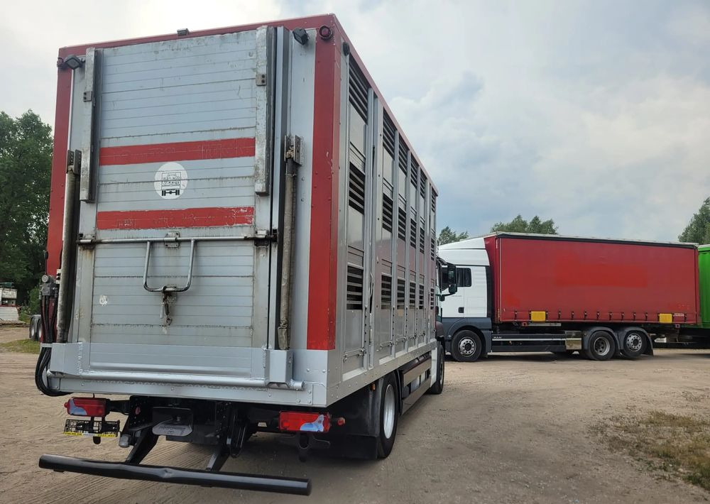 MAN TGS 18.400 Euro 6 do żywca - Xe tải chở gia súc: hình 4 MAN TGS 18.400 Euro 6 do żywca - Xe tải chở gia súc: hình 4