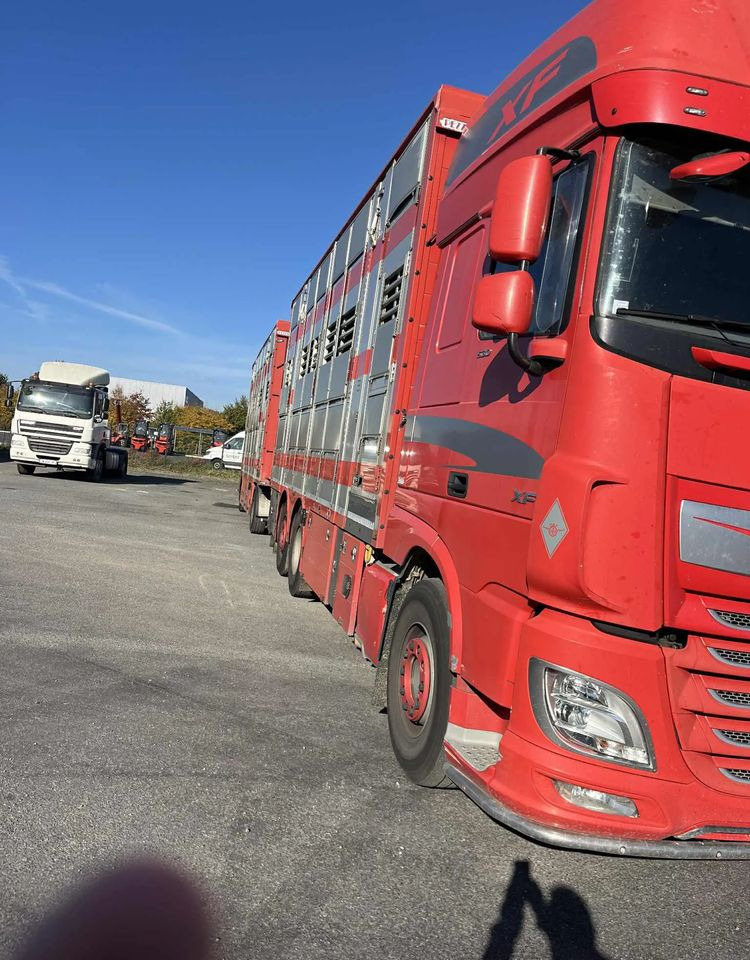 DAF XF 530 + Przyczepa Pezzaoli - 3X Trzoda, 2 X Bydło I 3 poziomy I Podnoszony dach I Hydroburta I Osie Skrętne I Poidła I Wentylatory I Pilot Manualny | - Xe tải chở gia súc: hình 4 DAF XF 530 + Przyczepa Pezzaoli - 3X Trzoda, 2 X Bydło I 3 poziomy I Podnoszony dach I Hydroburta I Osie Skrętne I Poidła I Wentylatory I Pilot Manualny | - Xe tải chở gia súc: hình 4