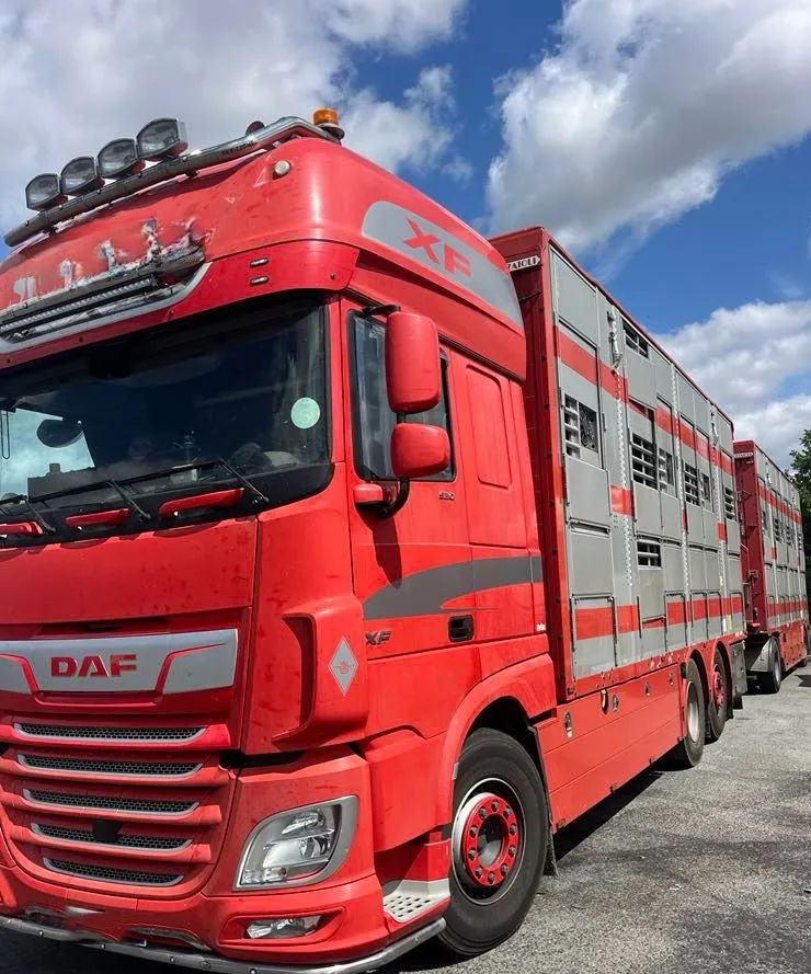 DAF XF 530 + Przyczepa Pezzaoli - 3X Trzoda, 2 X Bydło I 3 poziomy I Podnoszony dach I Hydroburta I Osie Skrętne I Poidła I Wentylatory I Pilot Manualny | - Xe tải chở gia súc: hình 1 DAF XF 530 + Przyczepa Pezzaoli - 3X Trzoda, 2 X Bydło I 3 poziomy I Podnoszony dach I Hydroburta I Osie Skrętne I Poidła I Wentylatory I Pilot Manualny | - Xe tải chở gia súc: hình 1