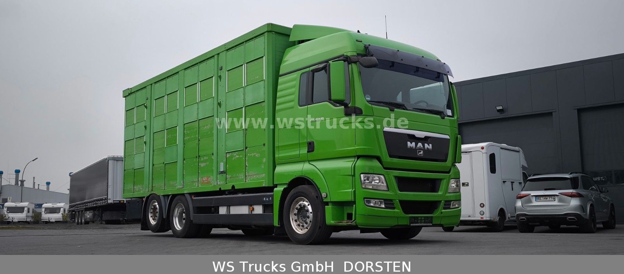 MAN TGX 26.480 XL KABA 3 Stock Viehtransporter - Xe tải chở ngựa: hình 4 MAN TGX 26.480 XL KABA 3 Stock Viehtransporter - Xe tải chở ngựa: hình 4
