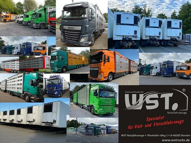 Sơ mi rơ moóc đông lạnh Schmitz Cargobull SKO 24 Kühlauflieger Vector 1550 Strom/Diesel: hình 21
