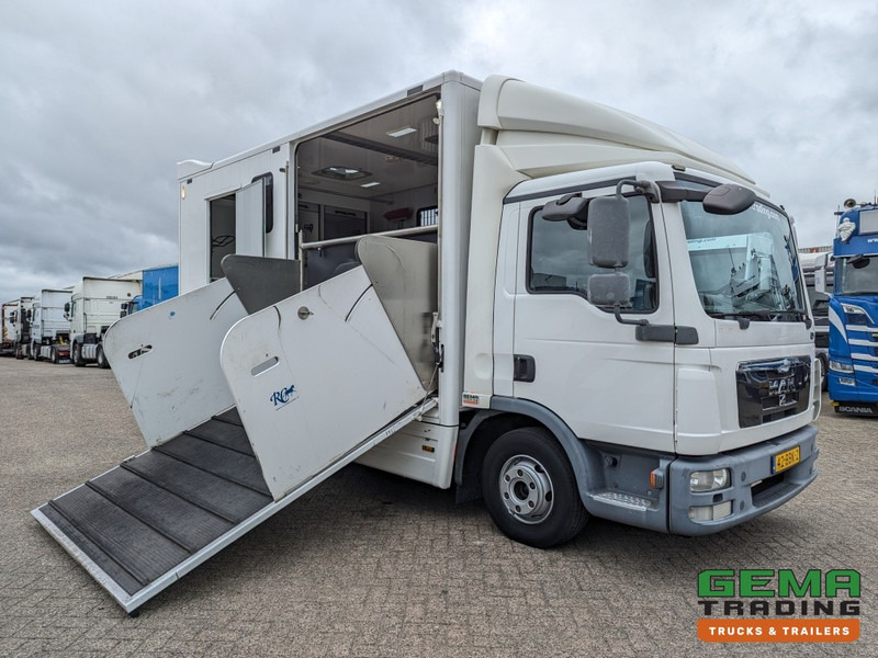 MAN TGL 12.250 4x2 Euro5 EEV RC HorseTruck - 2a3 Paards - 135.000km - MARGE (V821) - Xe tải chở ngựa: hình 3 MAN TGL 12.250 4x2 Euro5 EEV RC HorseTruck - 2a3 Paards - 135.000km - MARGE (V821) - Xe tải chở ngựa: hình 3