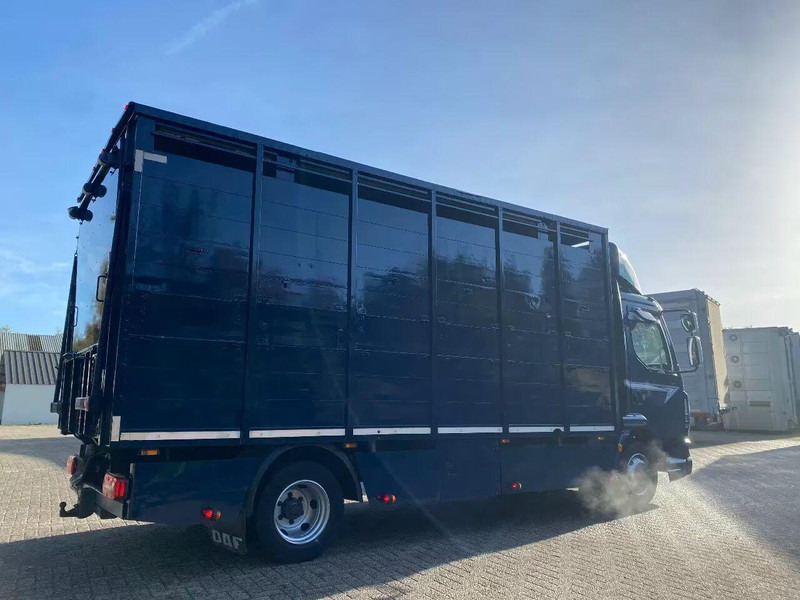DAF LF 280 - Xe tải chở gia súc: hình 3 DAF LF 280 - Xe tải chở gia súc: hình 3