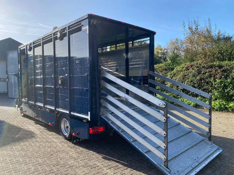 DAF LF 280 - Xe tải chở gia súc: hình 5 DAF LF 280 - Xe tải chở gia súc: hình 5