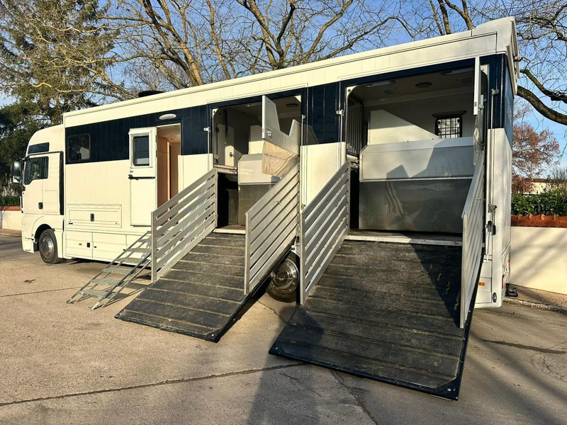 MAN TGX 26.440 - Horse transporter - Xe tải chở ngựa: hình 5 MAN TGX 26.440 - Horse transporter - Xe tải chở ngựa: hình 5