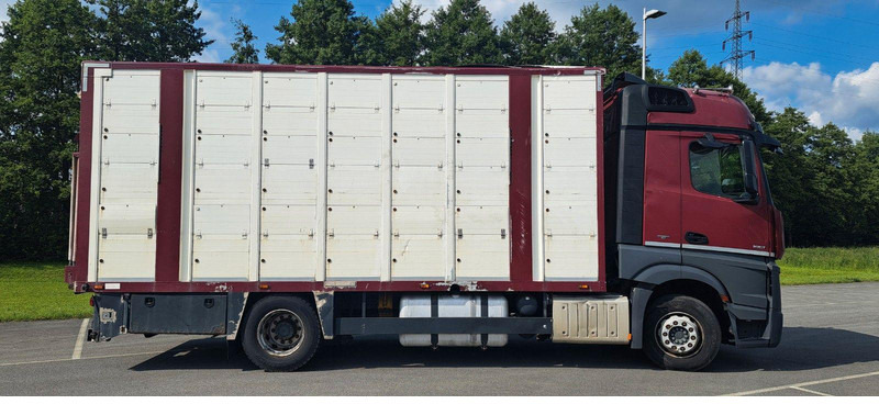 Mercedes-Benz Actros 1851 - Xe tải chở gia súc: hình 2 Mercedes-Benz Actros 1851 - Xe tải chở gia súc: hình 2
